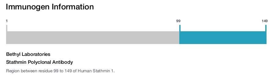 Stathmin Polyclonal Antibody