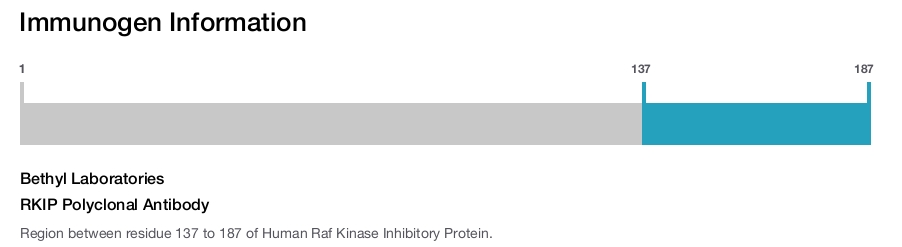 RKIP Polyclonal Antibody