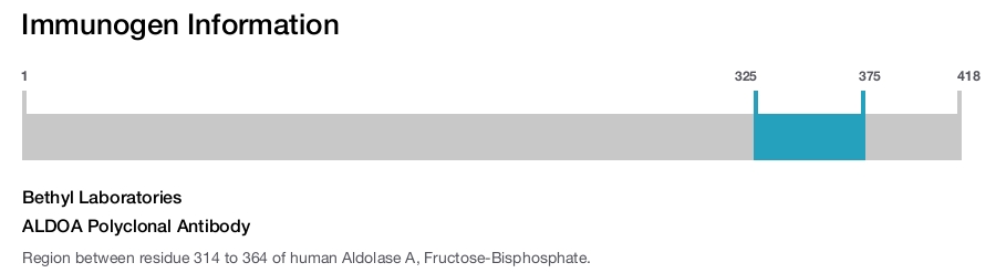 ALDOA Polyclonal Antibody