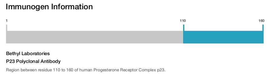 P23 Polyclonal Antibody