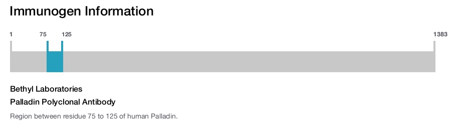 Palladin Polyclonal Antibody