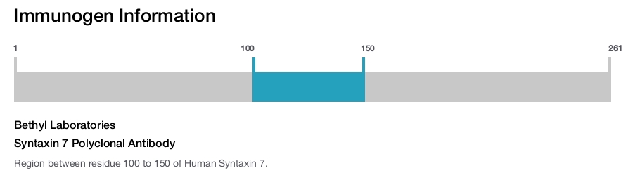 Syntaxin 7 Polyclonal Antibody
