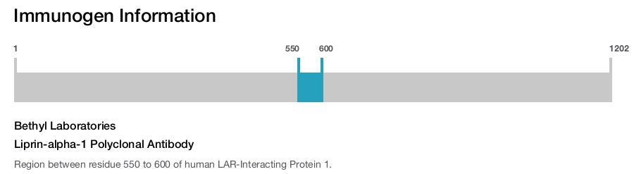 Liprin-alpha-1 Polyclonal Antibody