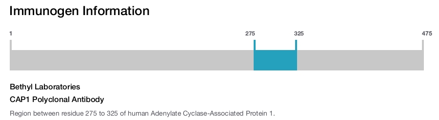 CAP1 Polyclonal Antibody