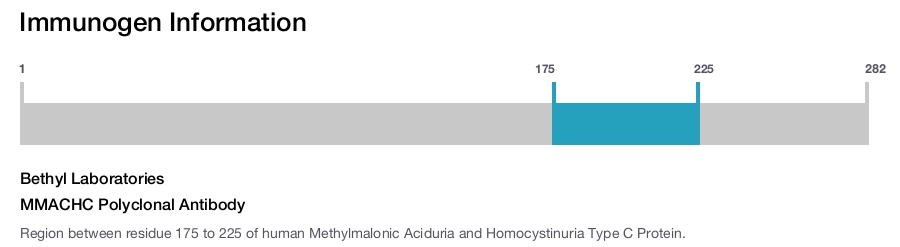 MMACHC Polyclonal Antibody