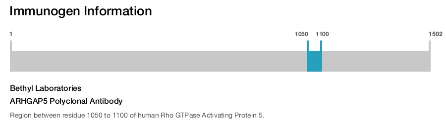 ARHGAP5 Polyclonal Antibody