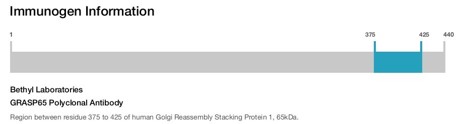 GRASP65 Polyclonal Antibody