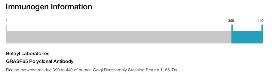 GRASP65 Polyclonal Antibody