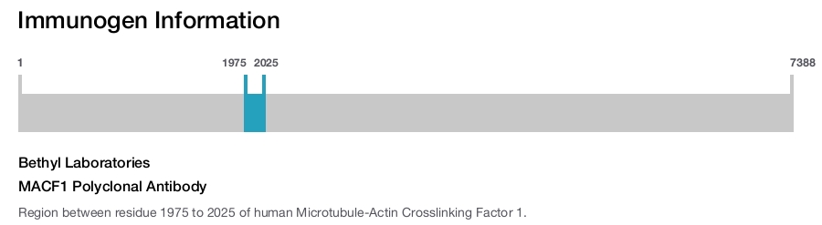 MACF1 Polyclonal Antibody