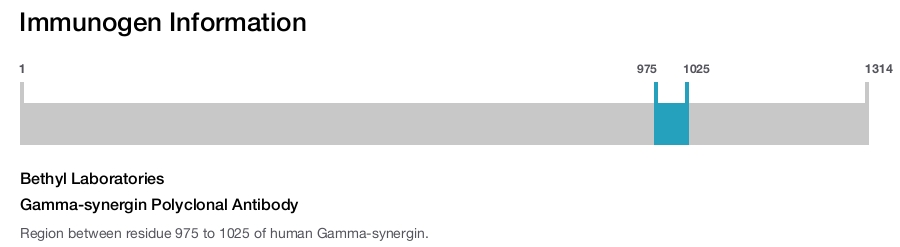 Gamma-synergin Polyclonal Antibody