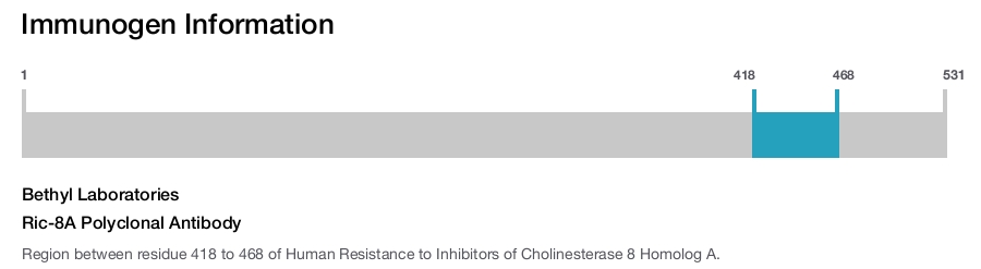 Ric-8A Polyclonal Antibody