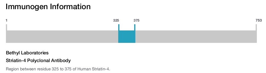Striatin-4 Polyclonal Antibody