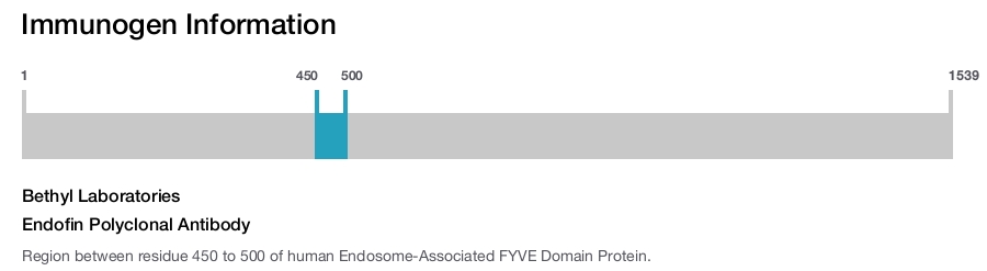 Endofin Polyclonal Antibody