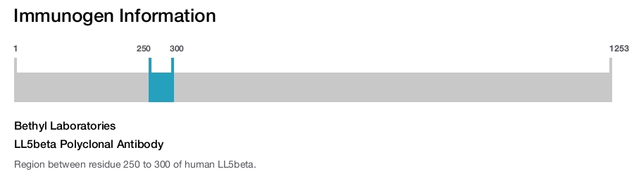 LL5beta Polyclonal Antibody