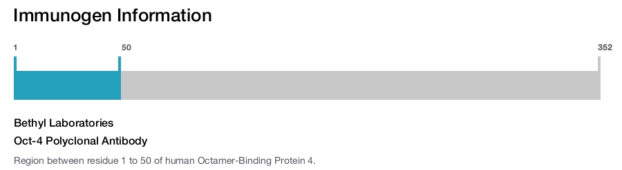 Oct-4 Polyclonal Antibody