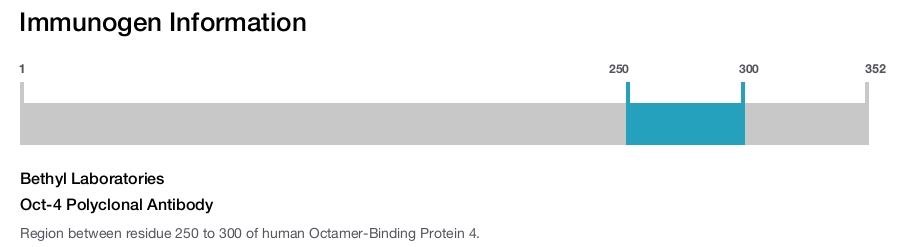 Oct-4 Polyclonal Antibody