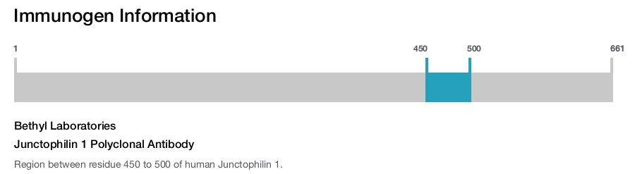 Junctophilin 1 Polyclonal Antibody
