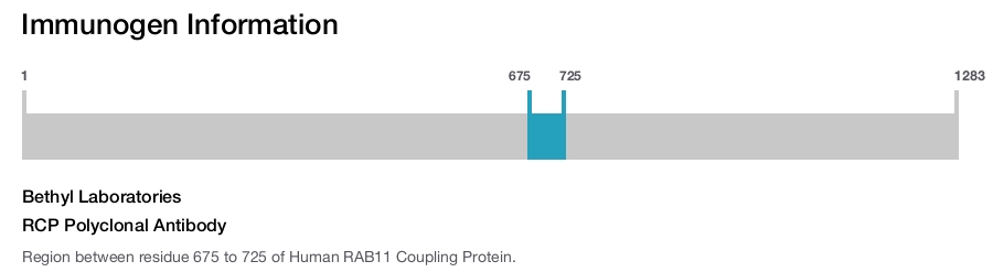 RCP Polyclonal Antibody