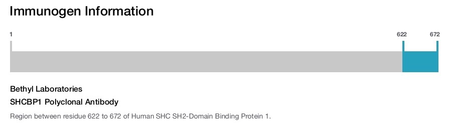 SHCBP1 Polyclonal Antibody