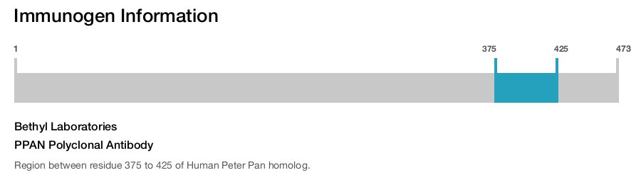 PPAN Polyclonal Antibody