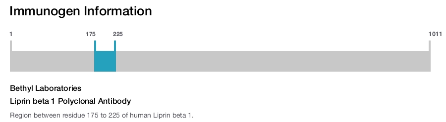 Liprin beta 1 Polyclonal Antibody