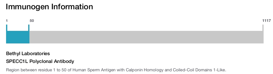 SPECC1L Polyclonal Antibody