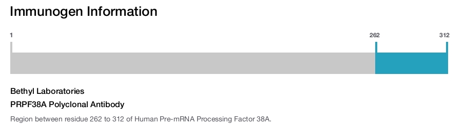 PRPF38A Polyclonal Antibody
