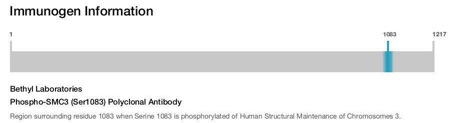 Phospho-SMC3 (Ser1083) Polyclonal Antibody