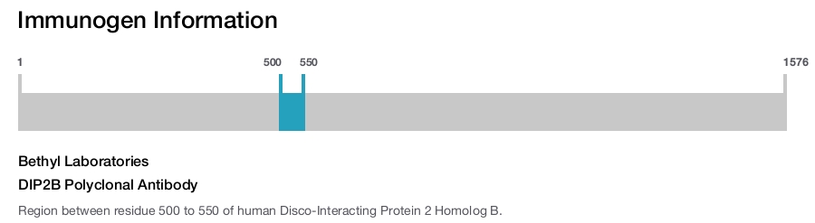 DIP2B Polyclonal Antibody