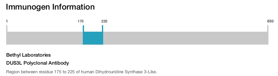 DUS3L Polyclonal Antibody