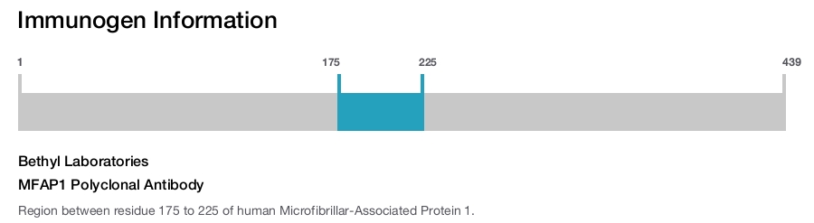 MFAP1 Polyclonal Antibody