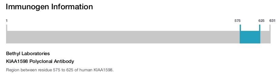 KIAA1598 Polyclonal Antibody