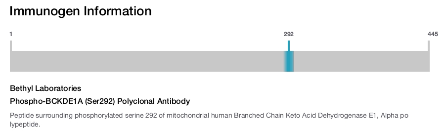 Phospho-BCKDE1A (Ser292) Polyclonal Antibody