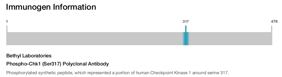 Phospho-Chk1 (Ser317) Polyclonal Antibody