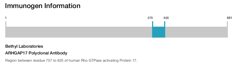 ARHGAP17 Polyclonal Antibody