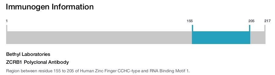 ZCRB1 Polyclonal Antibody