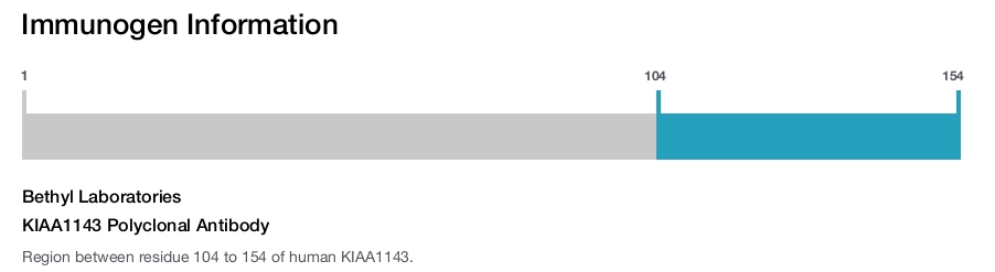 KIAA1143 Polyclonal Antibody