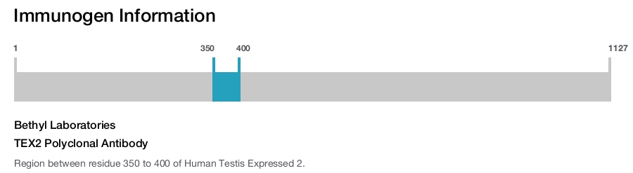TEX2 Polyclonal Antibody