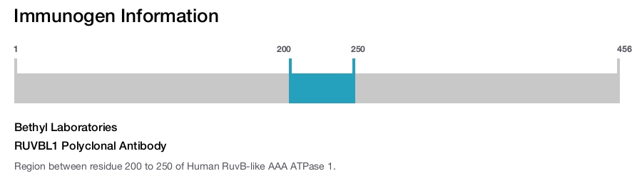 RUVBL1 Polyclonal Antibody