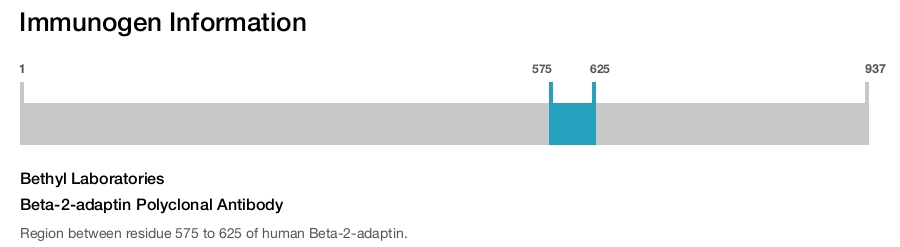 Beta-2-adaptin Polyclonal Antibody