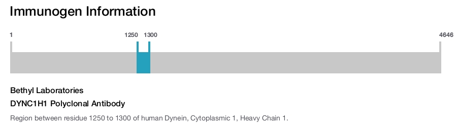 DYNC1H1 Polyclonal Antibody