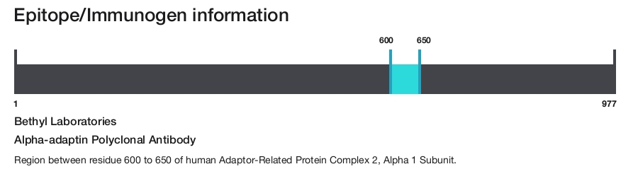 Alpha-adaptin Polyclonal Antibody