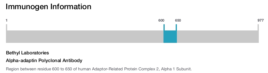 Alpha-adaptin Polyclonal Antibody