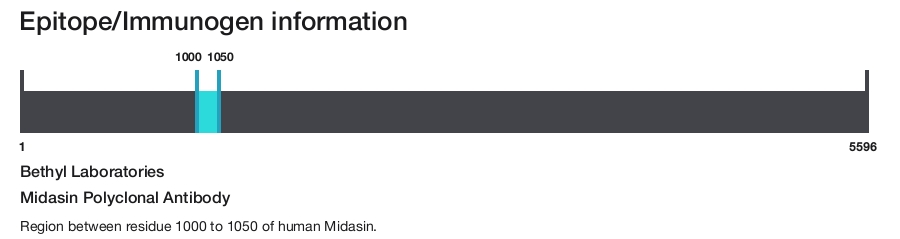 Midasin Polyclonal Antibody