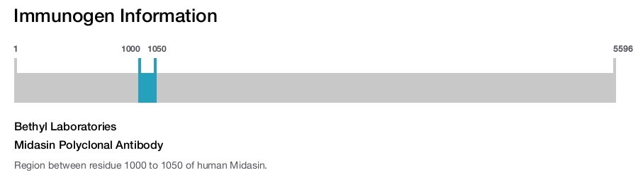 Midasin Polyclonal Antibody
