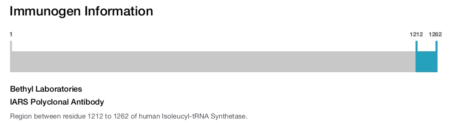 IARS Polyclonal Antibody