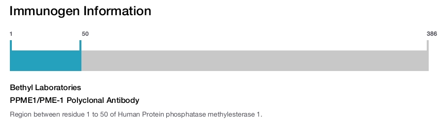 PPME1/PME-1 Polyclonal Antibody