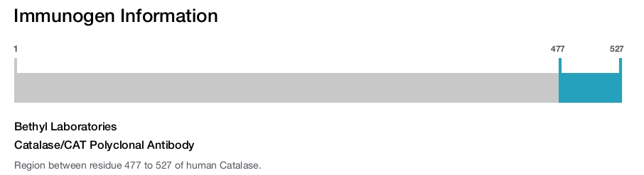 Catalase/CAT Polyclonal Antibody