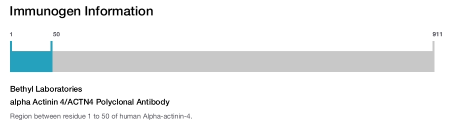 alpha Actinin 4/ACTN4 Polyclonal Antibody