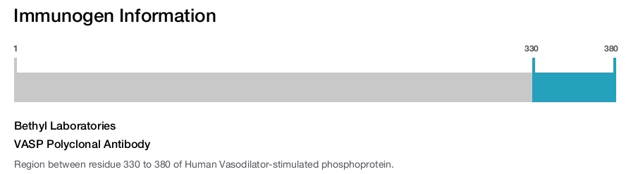 VASP Polyclonal Antibody